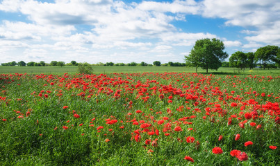 Fototapeta na wymiar Red carnation poppy field in Texas spring