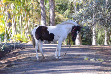 black and white horse eating corn in the garden The summer palac