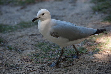 Sea Gull Finding Food on Beach