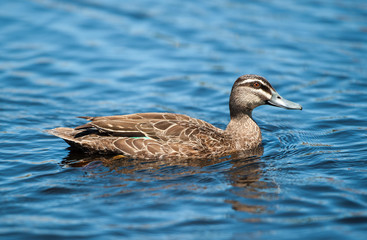 Obraz premium A duck swimming in the middle of the sea