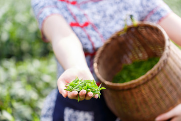 beautiful asian girl picking tea