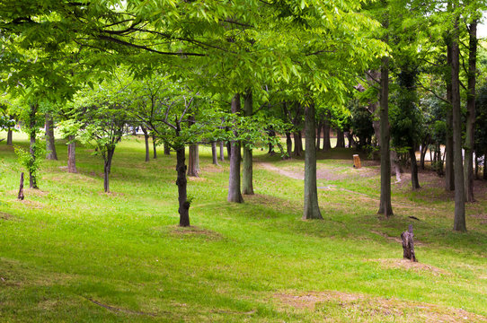 quiet green Park.
