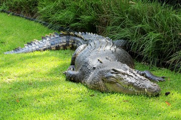 Crocodile de mer, Australie  