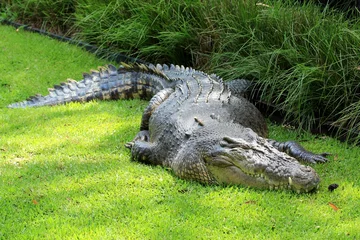 Aluminium Prints Crocodile Crocodile de mer, Australie  