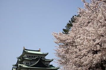 春の青空と満開の桜と名古屋城天守閣
