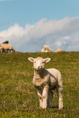 Obraz premium curious lamb standing on meadow