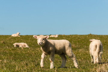 Obraz premium flock of lambs grazing on meadow