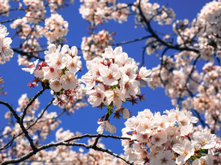 青空と桜