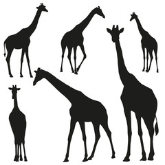 Set vector silhouettes of giraffes