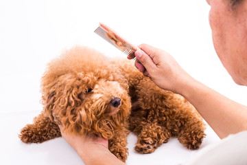 Groomer combing dog, with de-tangled fur stuck on comb