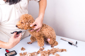 Groomer grooming poodle dog with scissor in salon