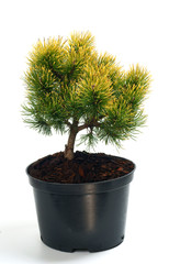  Pinus mugo Ophir in a pot