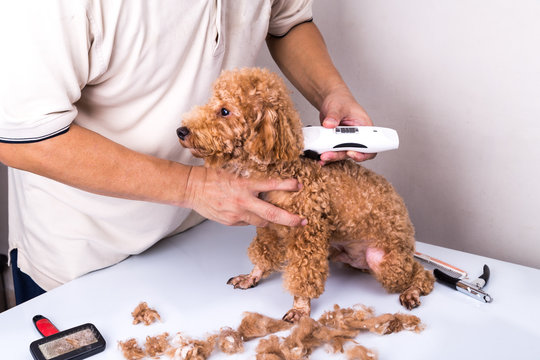 Dog Clippers Images Browse 7 302 Stock Photos Vectors and Video Adobe Stock