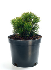 Pinus heldreichii Smidtii in a pot