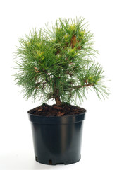 Pinus sylvestris Globosa Viridis in a pot