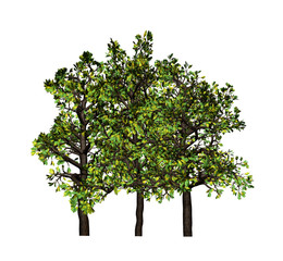 Obraz premium Tree