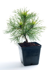 Pinus sylvestris Globosa Viridis in a pot