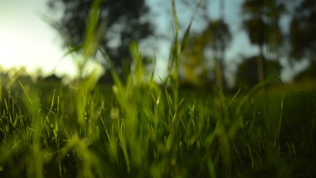Green Grass Sunlight 08 Dolly L
