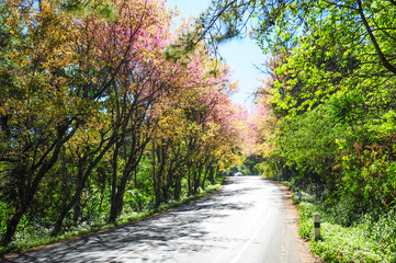 Fototapeta na wymiar Sakura tree along the road 