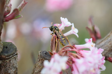 Wespe auf Blüten
