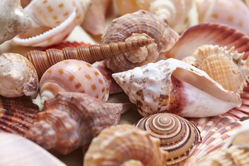 nice shells