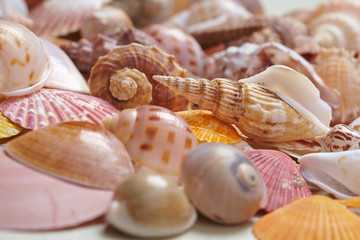 nice shells