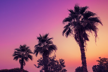 Fototapeta na wymiar Silhouette of palm trees against pink dawn sky