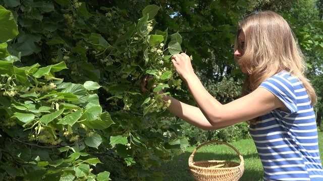 healthy girl pick linden flowers herbs from tree branches to wicker basket. Seasonal August work. Herb ingredient for healthy tea. Static shot. 4K
