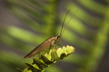 The cockroach