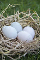 White eggs laying in bird nest
