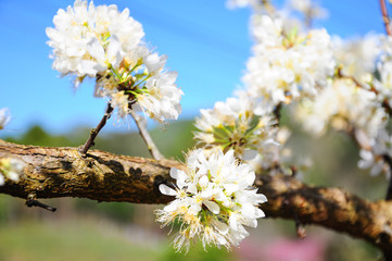 White Plum blossom