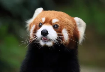 Crédence de cuisine en verre imprimé Panda panda roux au regard gourmand en Chine