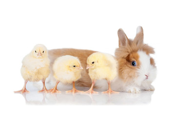 Little dwarf rabbit with three little chicks