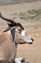 Mendesantilope-Addax Antilope