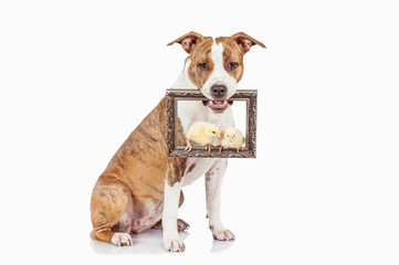 American staffordshire terrier dog holding a frame with chicks sitting on it
