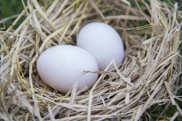 White eggs laying in bird nest