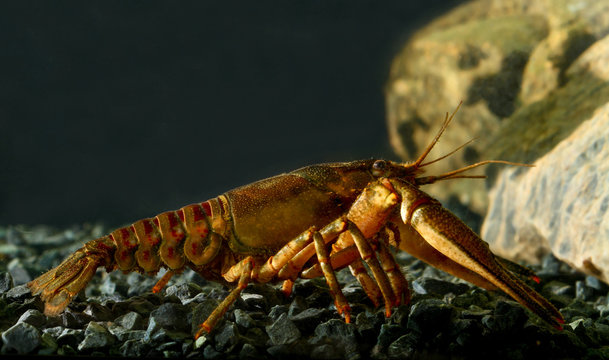 Eastern crayfish, orconectes limosus