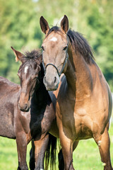 Obraz premium Portrait of beautiful mare with a foal in summer