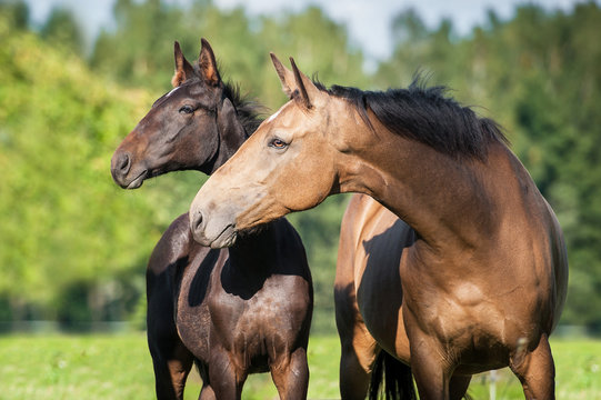 Portrait of beautiful mare with a foal in summer