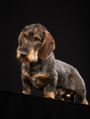 Wirehaired dachshund