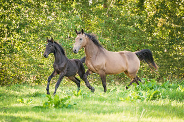 Beautiful mare with foal running on the pasture in summer
