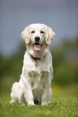 Tableaux ronds sur plexiglas Anti-reflet Chien Happy and smiling Golden Retriever dog