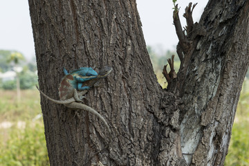 Lagarto azul de Tailandia copulando con hembra en un árbol, 