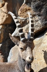 Sibirischer Steinbock