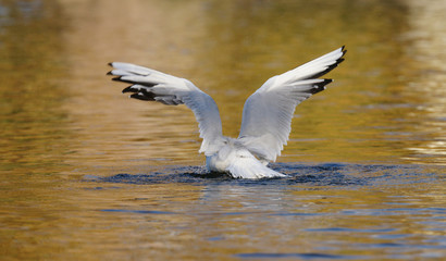 Black-headed Gull, Chroicocephalus ridibundus