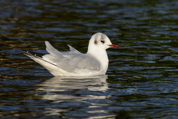 Black-headed Gull, Chroicocephalus ridibundus