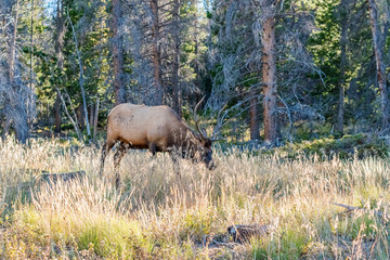 Elk in Rocky Mountains National Park