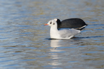 Black-headed Gull, Chroicocephalus ridibundus