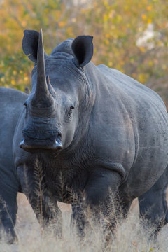 White Rhinoceros, Kruger Park, South Africa