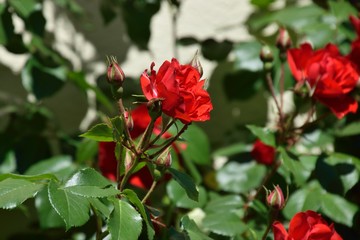Fototapeta na wymiar red roses blossoms and buds